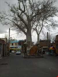 درخت چنار 1200 ساله اسکو