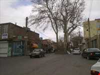 درخت چنار 1200 ساله اسکو