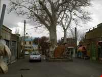 Old Platanus Tree (1200 years old) of Osku