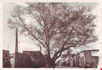 درخت چنار 1200 ساله اسکو