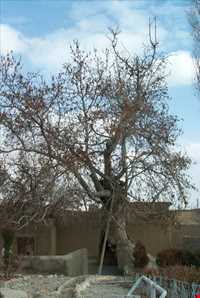 درخت چنار 1200 ساله اسکو