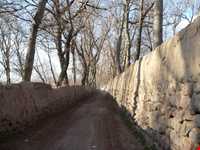 درخت چنار 1200 ساله اسکو