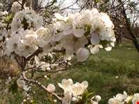 دره سعیدآباد