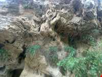 چای‌باغی و آب معدنی شورسو