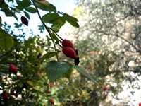 Eyshabad village and waterfall