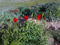 روستای تاریخی صور