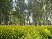 آبشار اسب فروشان