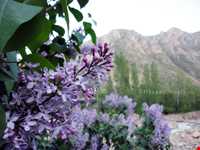 Gol Akhvor Waterfall