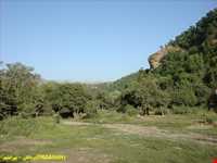 Forests of Pardanan