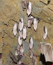 غار قلاتاسیان ( قلعه تاسیان )