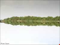 زرینه رود ( جغتو چای) ‏