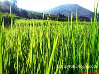 روستای حیرت