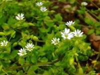 Natural park of Babolkenar