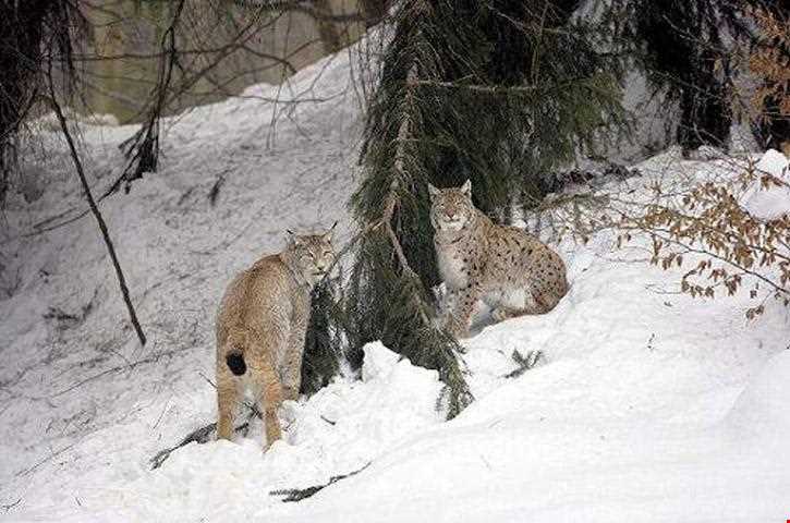 Agh Dagh protected Area