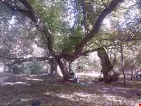 روستای گیلوان