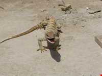 Mesr Village ( Kavir e Mesr )