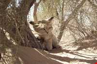 Mesr Village ( Kavir e Mesr )