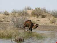 Mesr Village ( Kavir e Mesr )