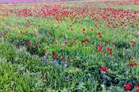 روستای خان‌کندی