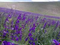 روستای خان‌کندی