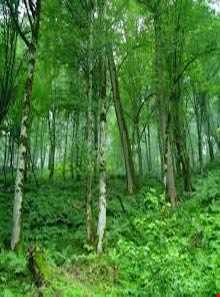 منطقه حفاظت شده خیبوس و انجیل سی