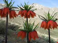 Golestan mountain ( Golestan Kooh )