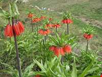 Golestan mountain ( Golestan Kooh )