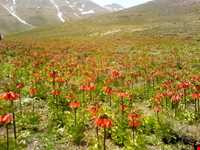 Golestan mountain ( Golestan Kooh )