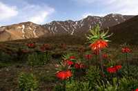 Golestan mountain ( Golestan Kooh )