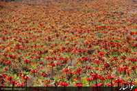 Golestan mountain ( Golestan Kooh )