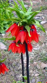 Golestan mountain ( Golestan Kooh )