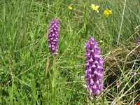 زیستگاه حیات وحش و ارتفاعات بقراطی