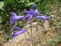 زیستگاه حیات وحش و ارتفاعات بقراطی