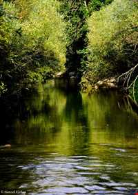 چشمه ناز ونک