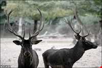 Protected area of Khang Ramz