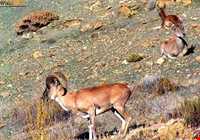 Protected area of Khang Ramz