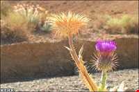 Protected area of Khang Ramz