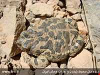 Protected area of Khang Ramz