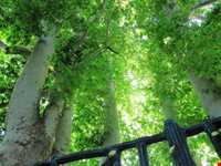 پارک  کمربسته