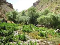 آبشار پونه زار