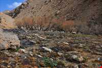 آبشار پونه زار