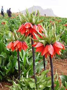 دشت لاله‌های واژگون فریدونشهر