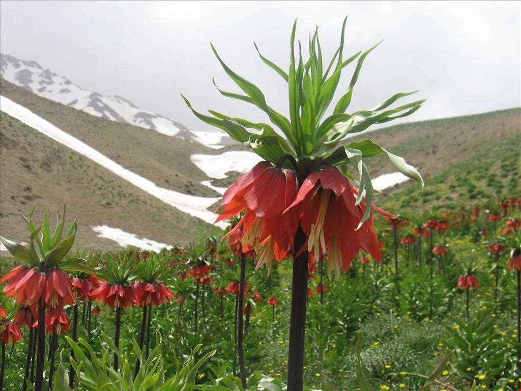 دشت لاله‌های واژگون فریدونشهر