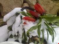 دشت لاله‌های واژگون فریدونشهر