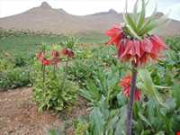 دشت لاله‌های واژگون فریدونشهر