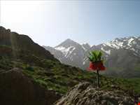 دشت لاله‌های واژگون فریدونشهر