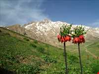 دشت لاله‌های واژگون فریدونشهر