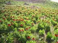 دشت لاله‌های واژگون فریدونشهر