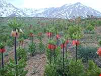 دشت لاله‌های واژگون فریدونشهر