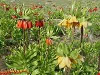 دشت لاله‌های واژگون فریدونشهر